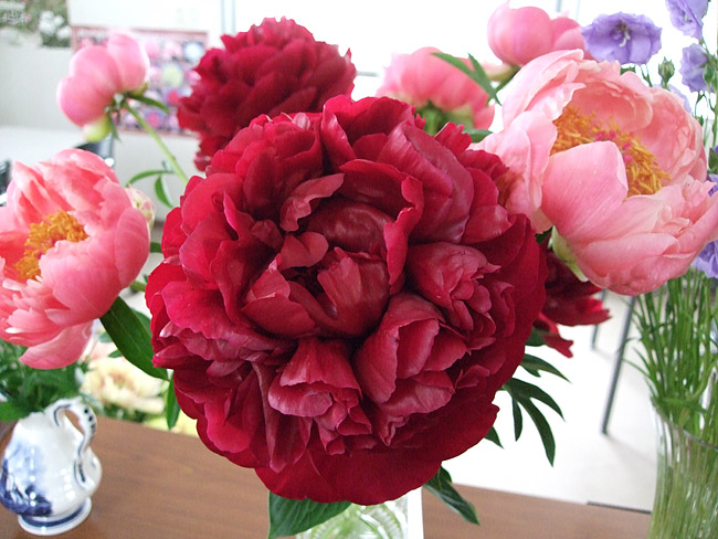 【芍薬図】北上聖牛 2583 シャクヤク 太巻き仕立 二重箱　掛け軸　肉筆 芍薬図】北上聖牛 2583 シャクヤク 太巻き仕立 二重箱 掛け軸 肉筆