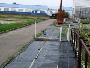 圃場に現われたキジ