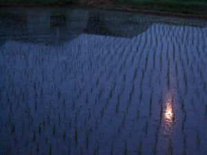 月と稲田とビニールハウス 月と稲田とビニールハウス