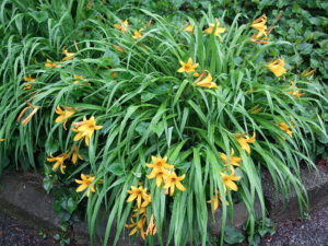 ヘメロカリス－その姿の落差-1