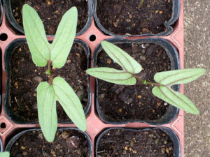 アサガオの双葉-1