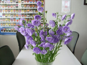 初夏のカンパニュラ