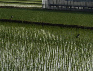 とり逃がさなかった鳥