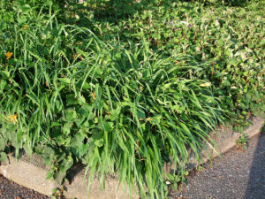 ヘメロカリス－その姿の落差-2