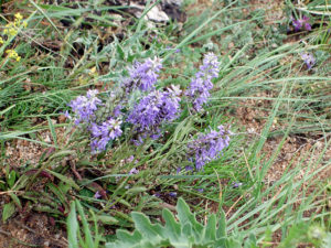 モンゴル再訪１４－野草4-1