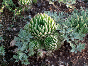 モンゴル再訪１５－野草5-1