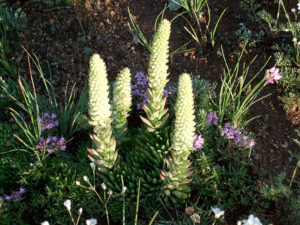 モンゴル再訪１５－野草5-2