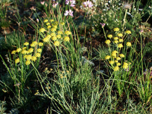 モンゴ再訪１６－野草6-1