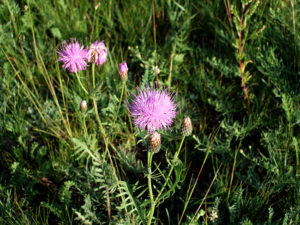 モンゴ再訪１６－野草6-2