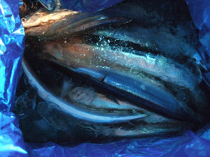 宮古のサンマ2 宮古のサンマ2
