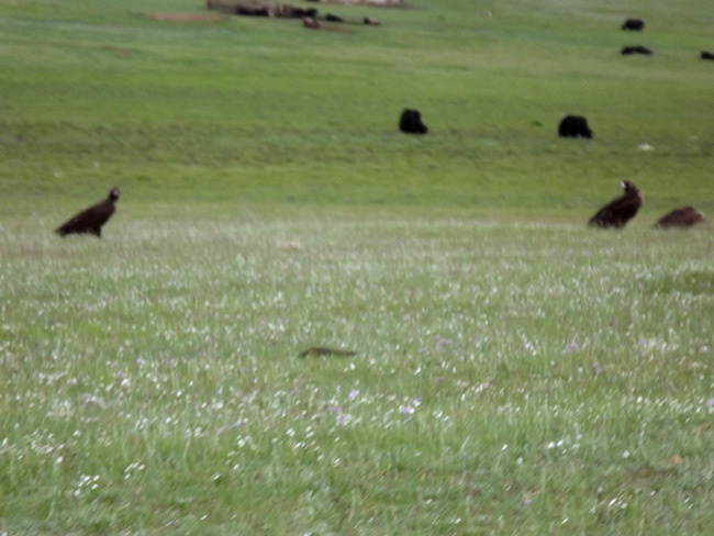 >【北モンゴル最奥部を訪ねて15 】