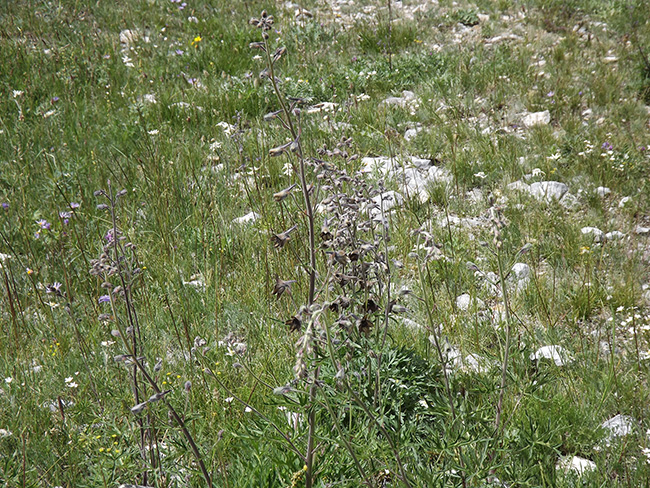 北モンゴル最奥部を訪ねて25