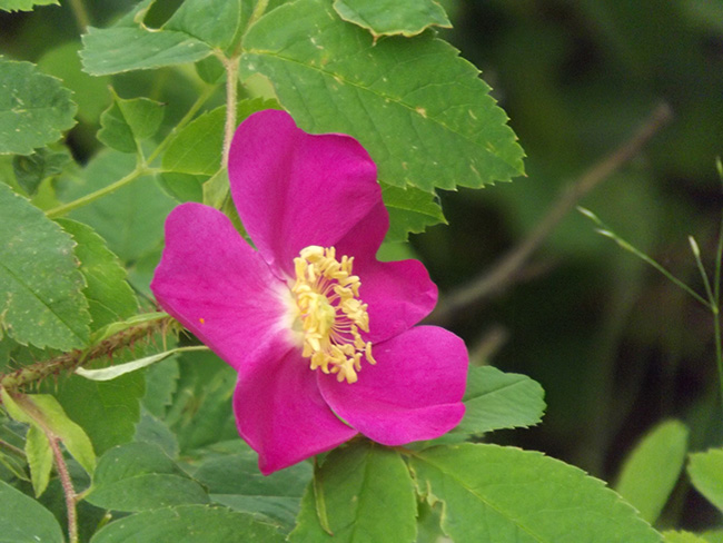 北モンゴル最奥部を訪ねて33