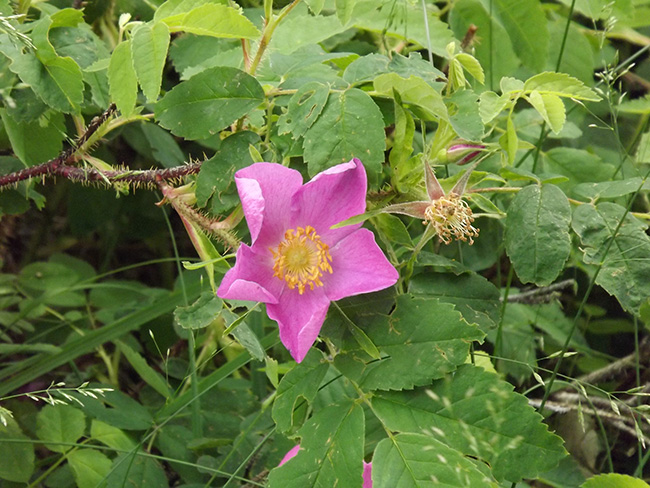北モンゴル最奥部を訪ねて33