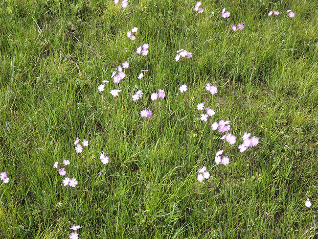 北モンゴル最奥部を訪ねて38