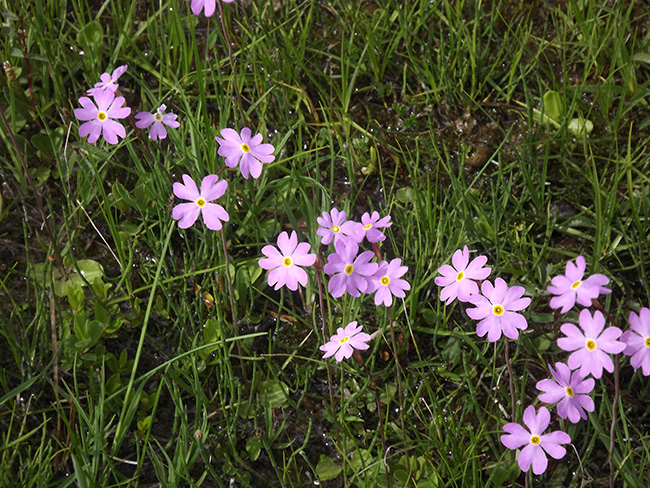 北モンゴル最奥部を訪ねて38