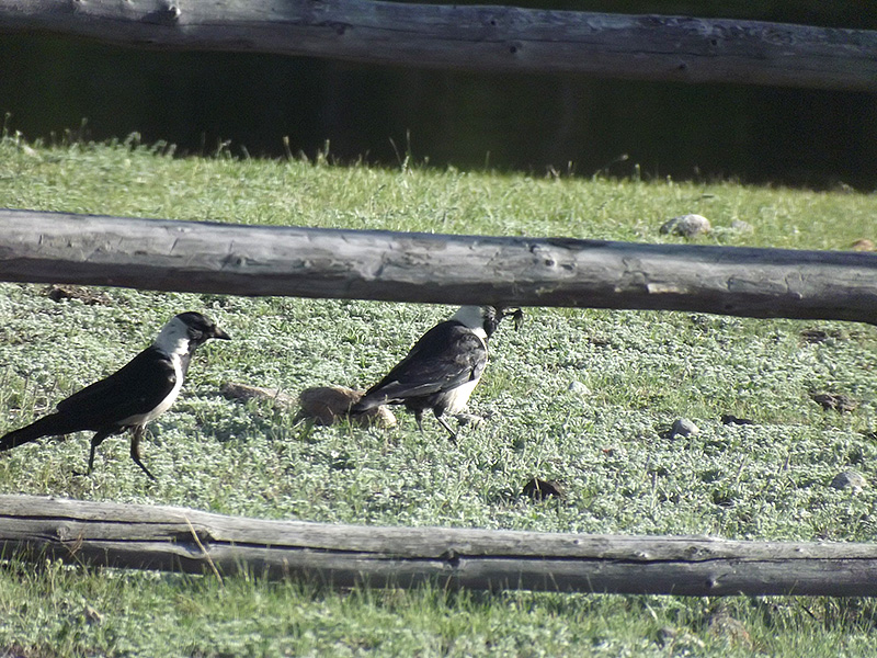 北モンゴル最奥部を訪ねて67