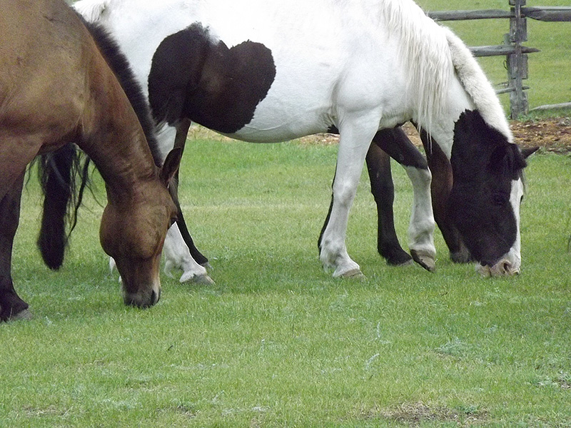 北モンゴル最奥部を訪ねて69
