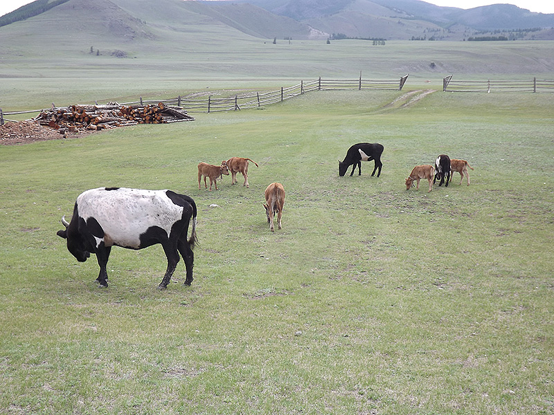 北モンゴル最奥部を訪ねて70