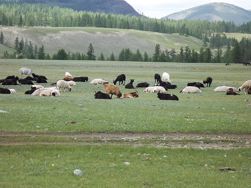 北モンゴル最奥部を訪ねて72