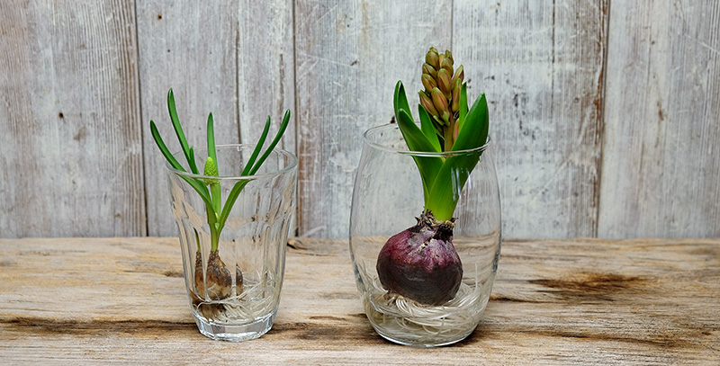 新潟の日園・芽出し球根苗の水耕栽培