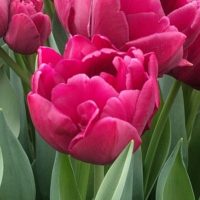 新潟県新潟市・新品種チューリップ球根販売・(株)日園14