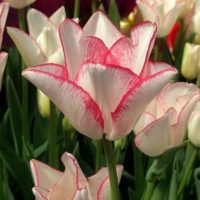 08新潟県新潟市・新品種チューリップ球根販売・(株)日園