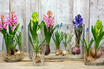 芽出し球根苗の販売のイメージ