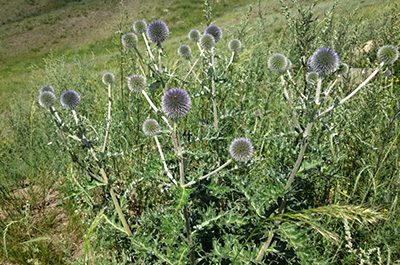園芸屋のおやじブログのイメージ