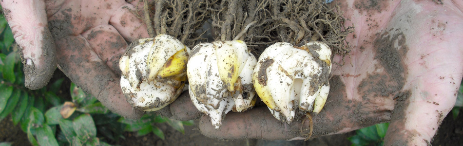 株式会社 日園｜新潟県新潟市秋葉区子成場707