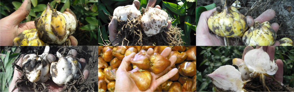 株式会社 日園|新潟県の球根生産と販売