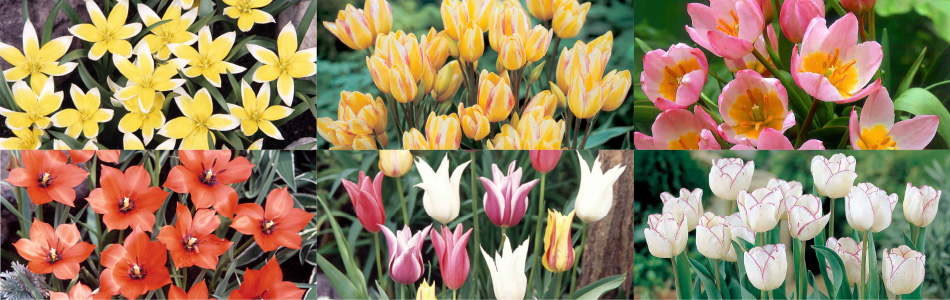 株式会社 日園|新潟のインテリア植物・宿根草から花木全般を販売